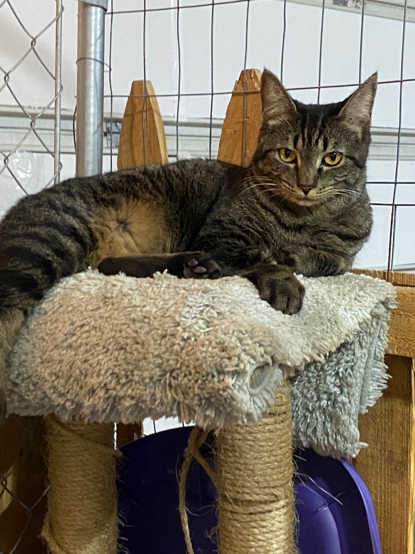 Enlarge Lady, a Adopted Domestic Short Hair in Okanogan, WA image 3/5