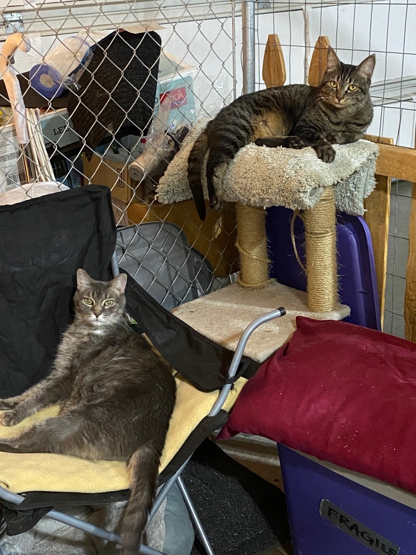 Enlarge Lady, a Adopted Domestic Short Hair in Okanogan, WA image 4/5