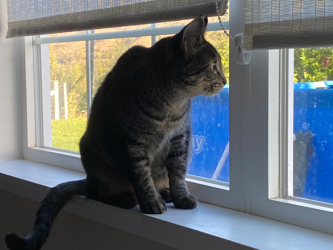 Enlarge Lady, a Adopted Domestic Short Hair in Okanogan, WA image 5/5