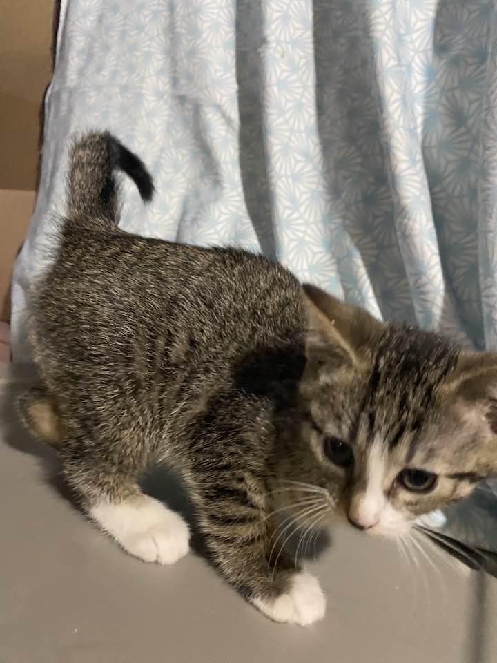 Paddy, adopted, Kitten Female Domestic Short Hair.