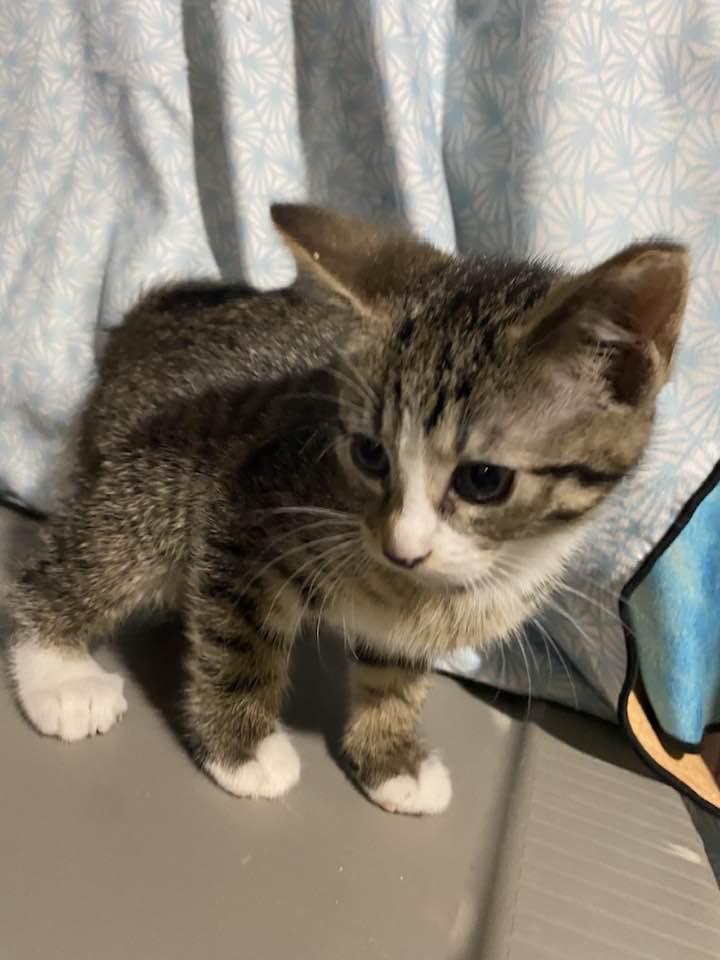 Enlarge Paddy, an adopted Domestic Short Hair in Cleveland, OH image 4/4