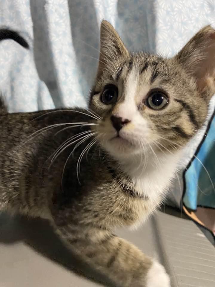 Enlarge Paddy, an adopted Domestic Short Hair in Cleveland, OH image 3/4