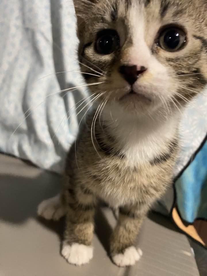 Enlarge Paddy, an adopted Domestic Short Hair in Cleveland, OH image 2/4