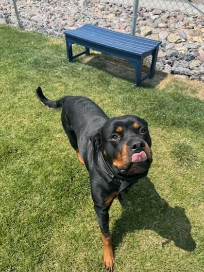 Enlarge Hazel, a Adoptable mixed breed in Missoula, MT image 1/3