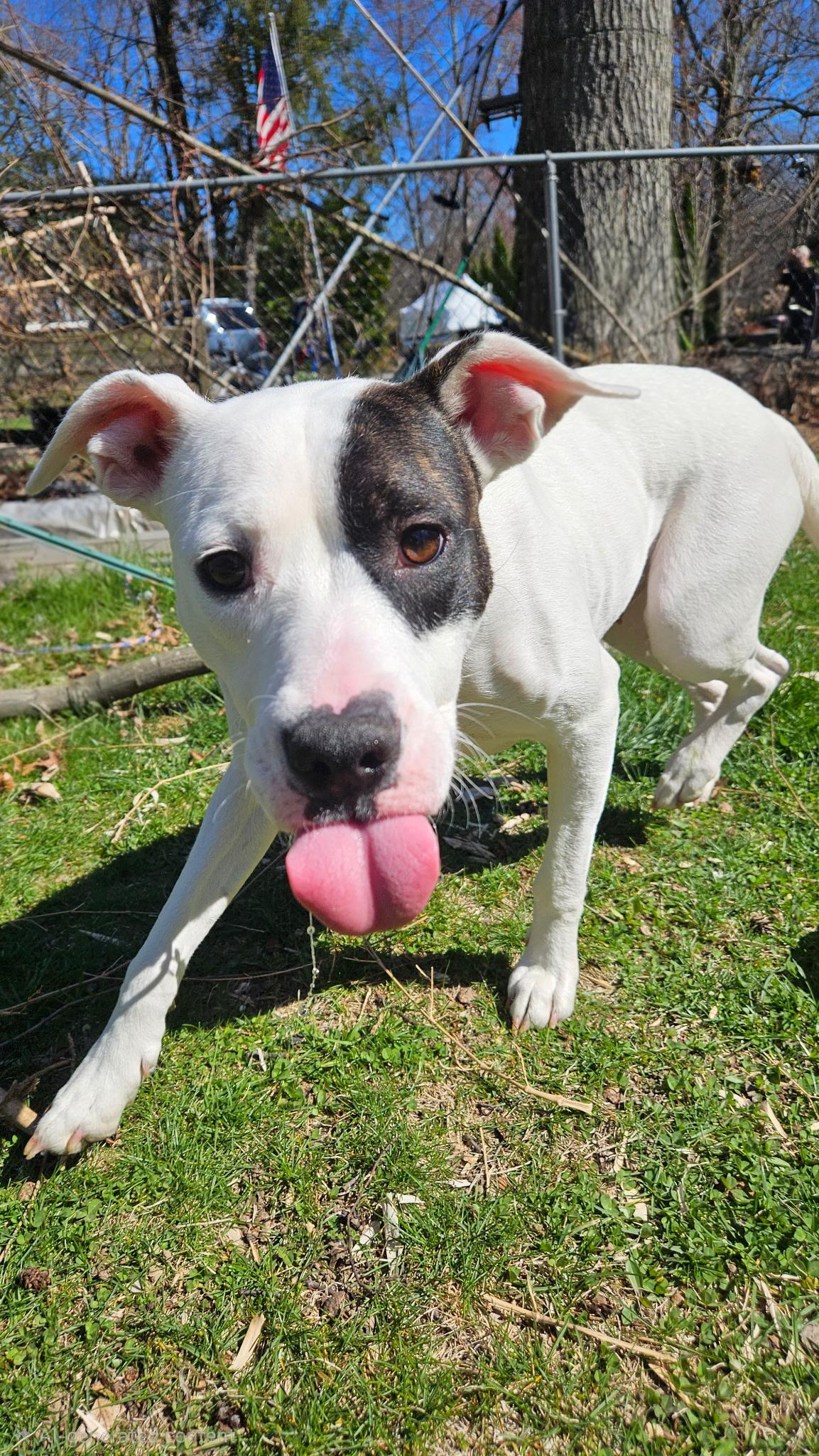 Enlarge Lilly, a ADOPTABLE mixed breed in Succasunna, NJ image 3/4