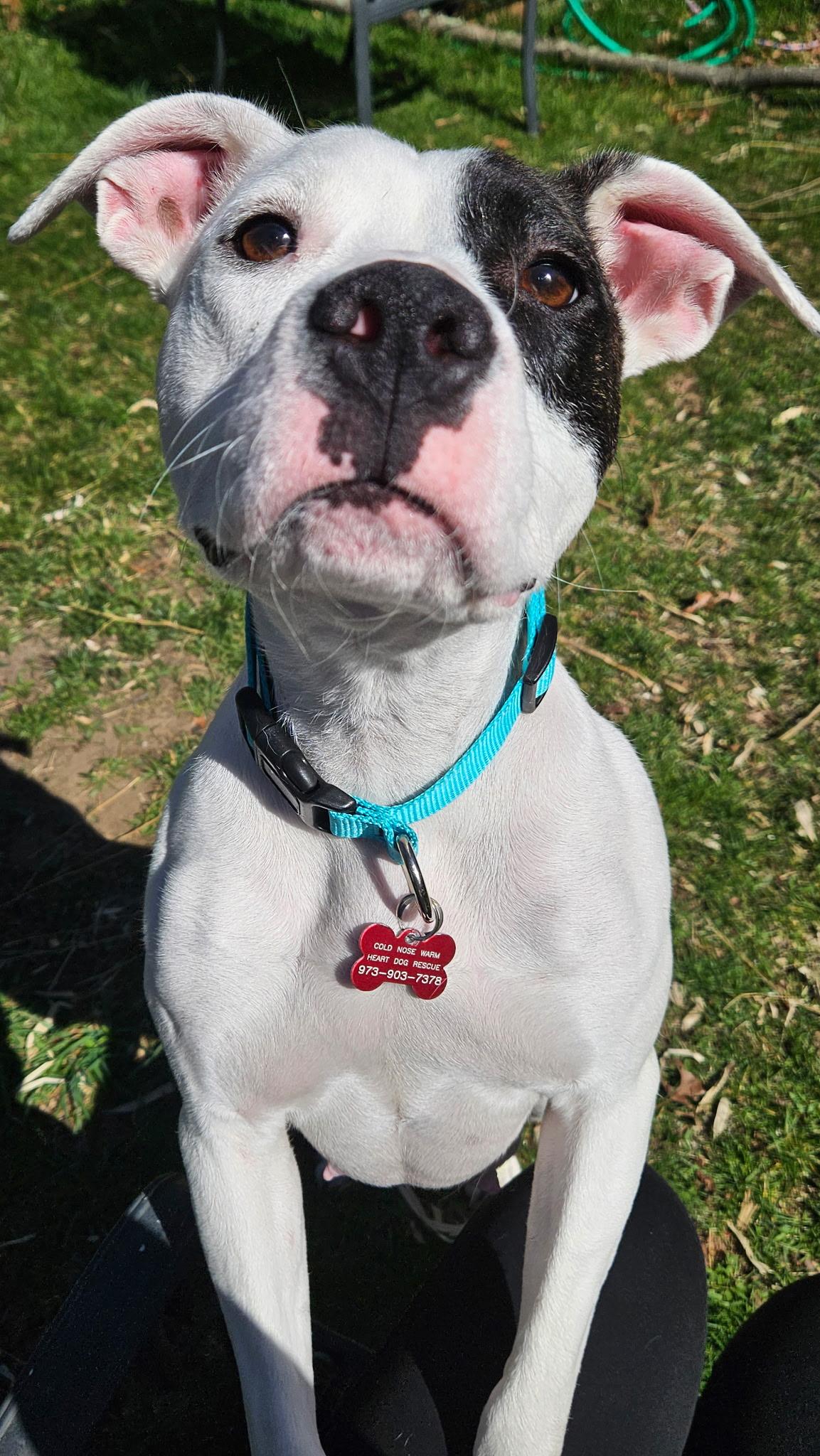 Enlarge Lilly, a ADOPTABLE mixed breed in Succasunna, NJ image 4/4