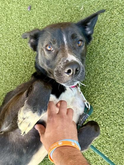 Nova, Adoptable, Adult Female Mixed Breed & Mixed Breed.