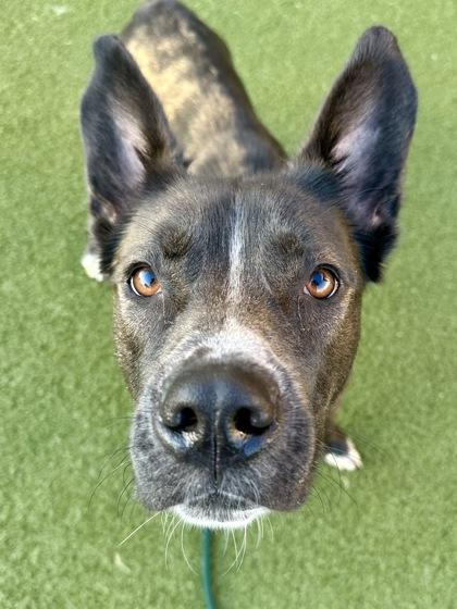 Nova, a Adoptable mixed breed in Wichita, KS image 2/3