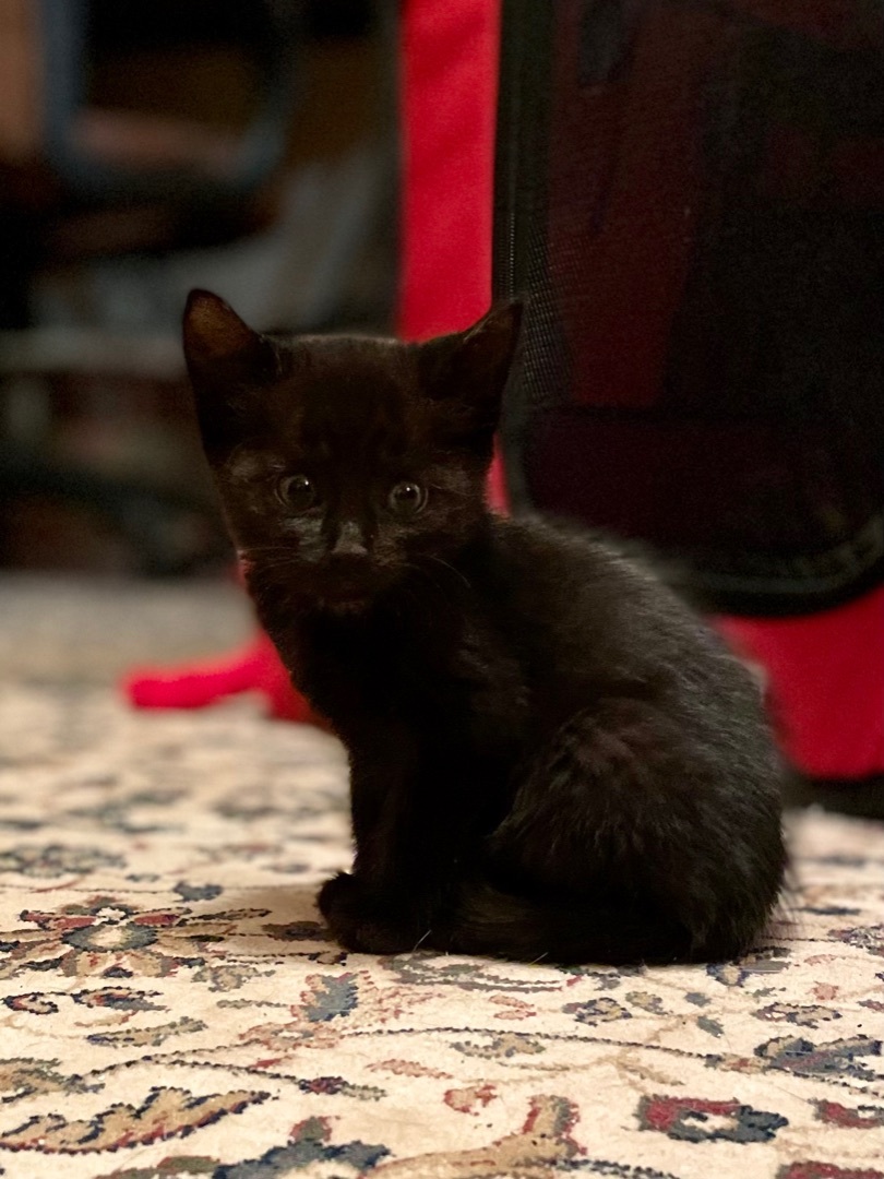 Enlarge James, a Adopted American Shorthair in Gloucester City, NJ image 1/4