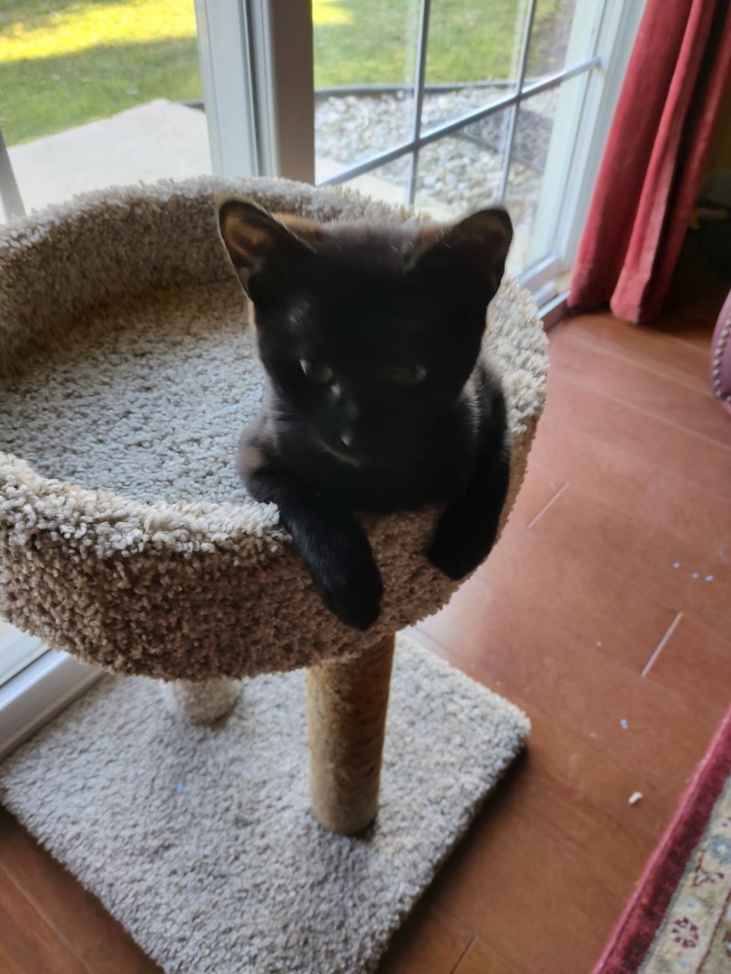 Enlarge James, a Adopted American Shorthair in Gloucester City, NJ image 2/4