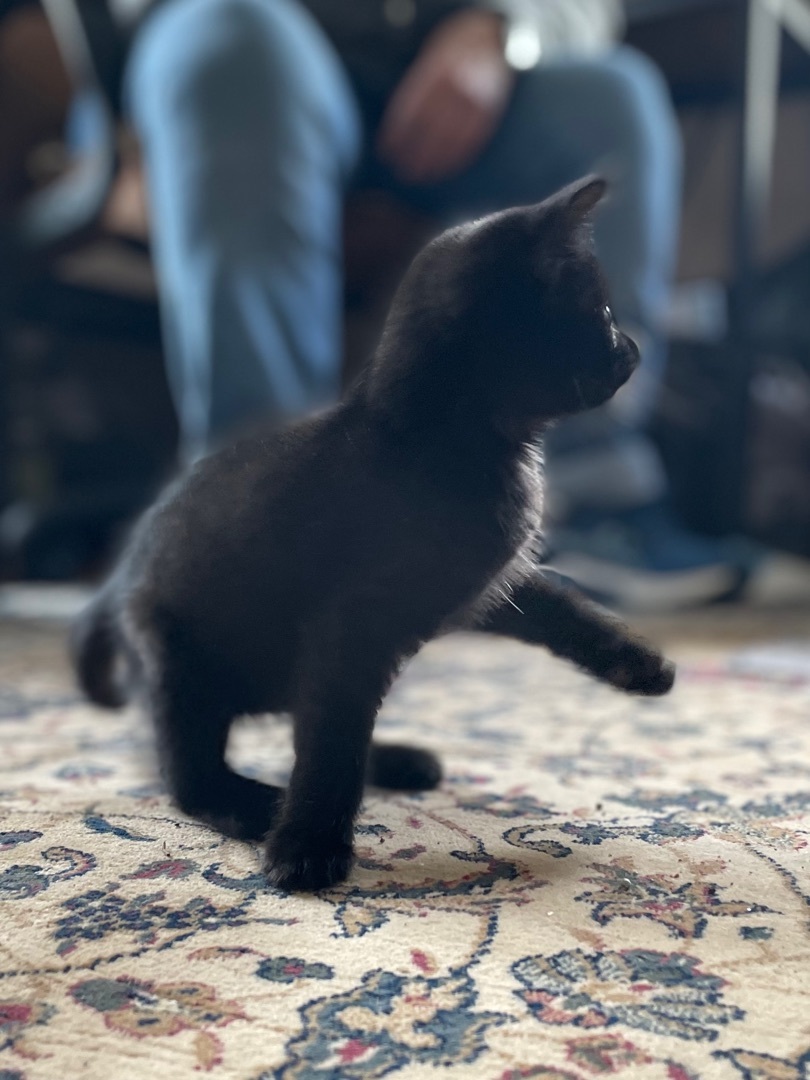 Enlarge James, a Adopted American Shorthair in Gloucester City, NJ image 3/4