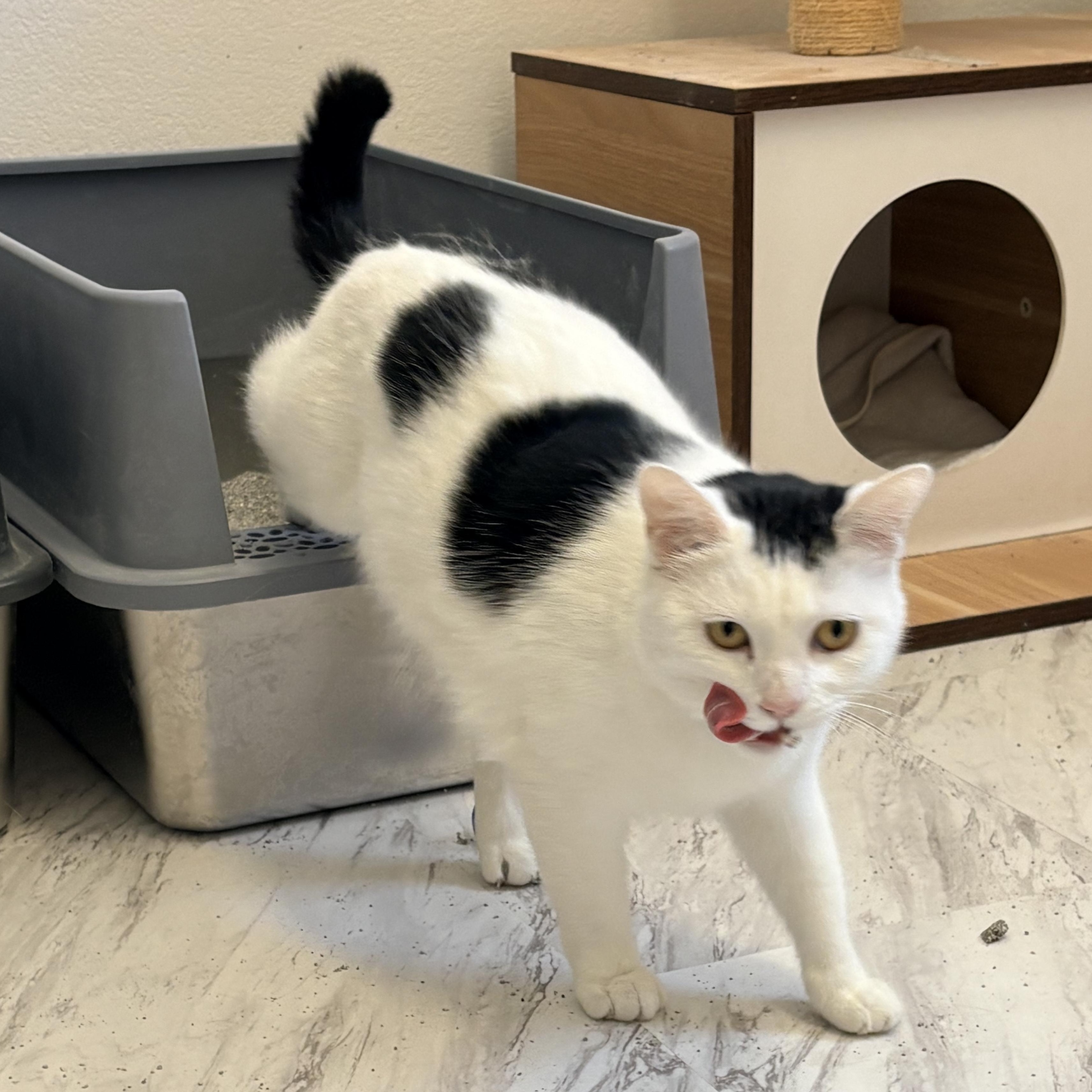 Cruella, a ADOPTABLE Domestic Short Hair in Quincy, CA image 2/6