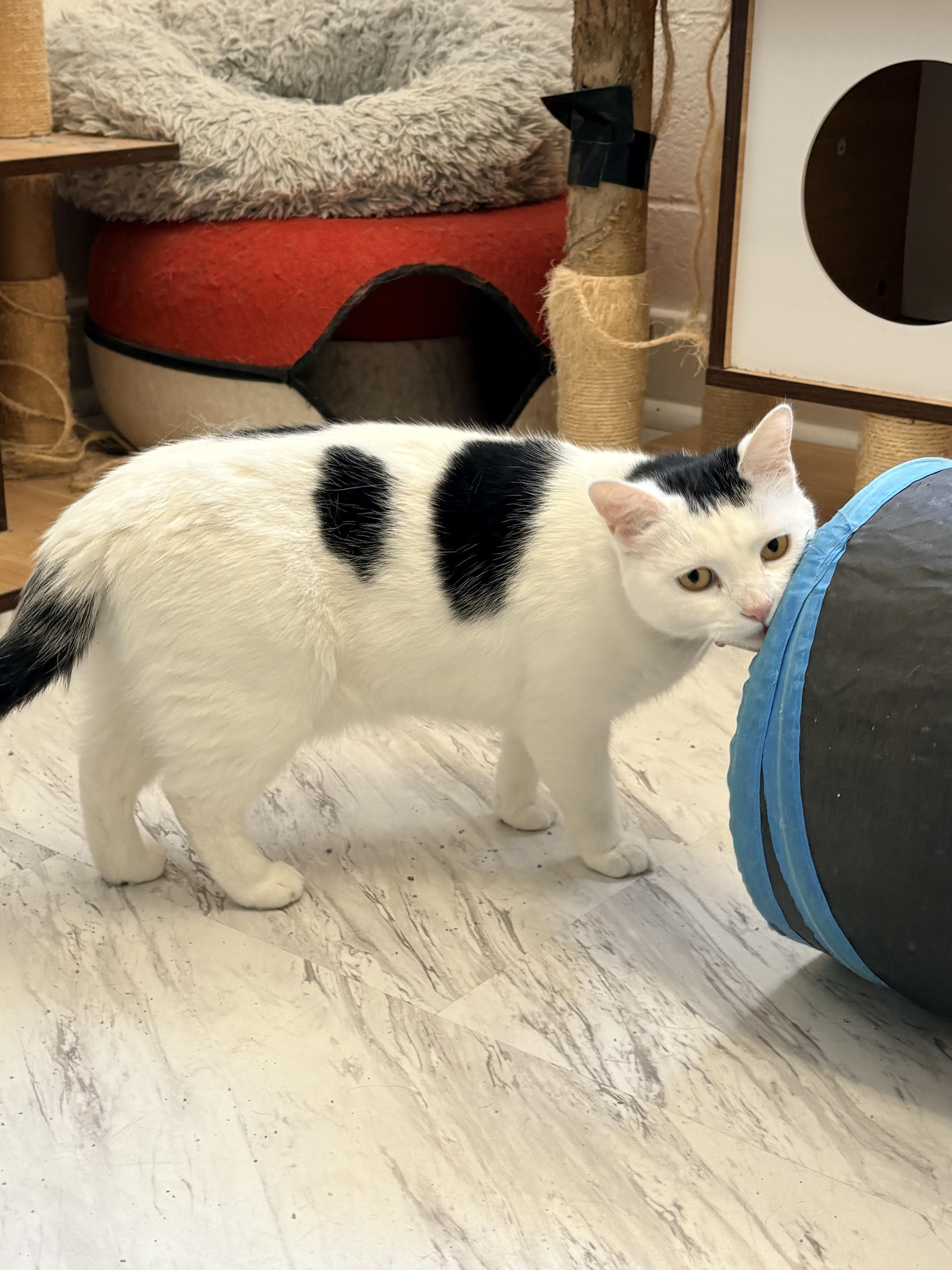 Cruella, a ADOPTABLE Domestic Short Hair in Quincy, CA image 4/6