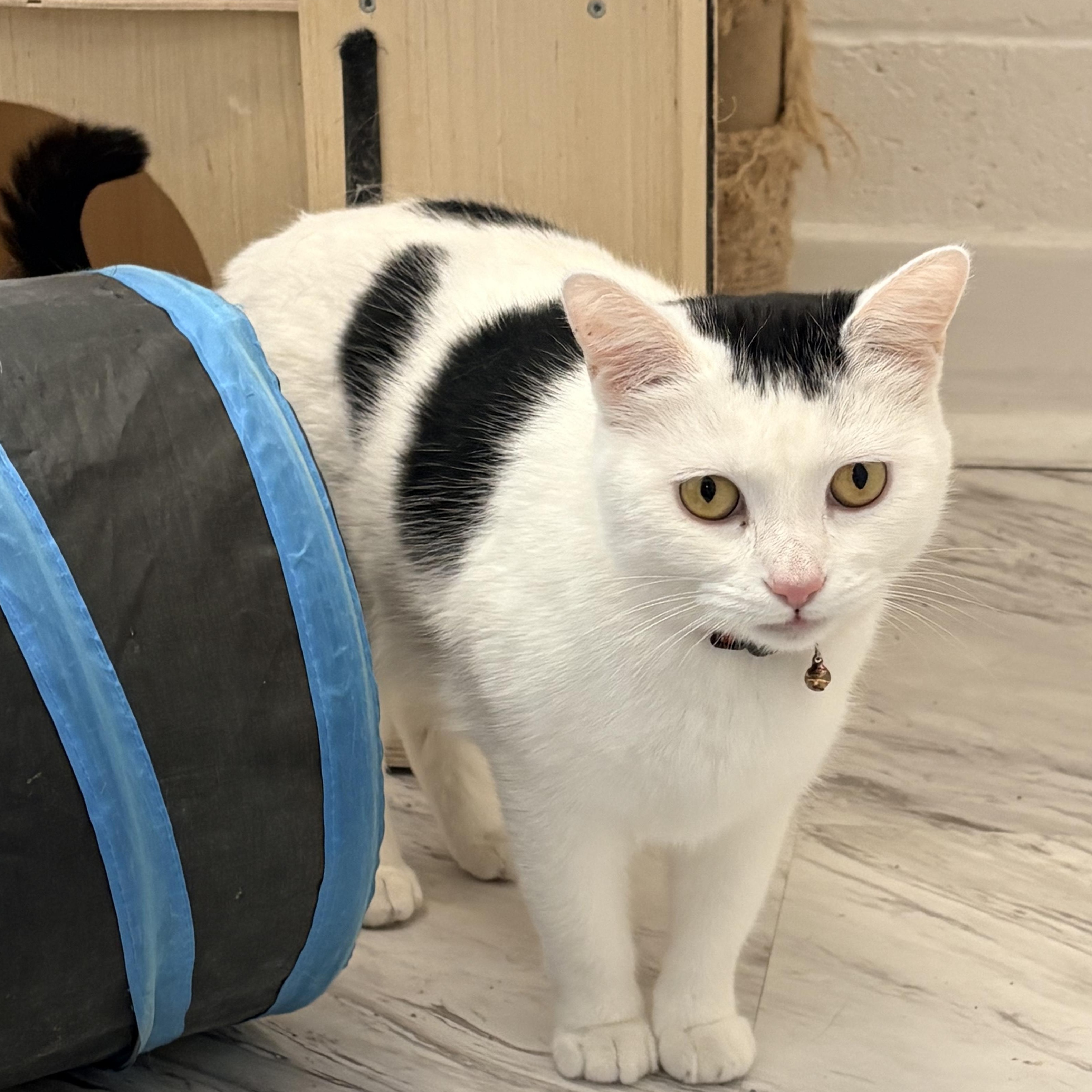 Cruella, a ADOPTABLE Domestic Short Hair in Quincy, CA image 1/6