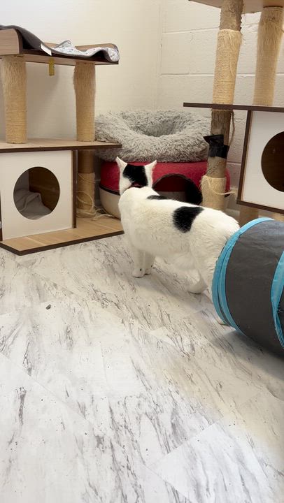 Enlarge Cruella, a ADOPTABLE Domestic Short Hair in Quincy, CA video 5/6