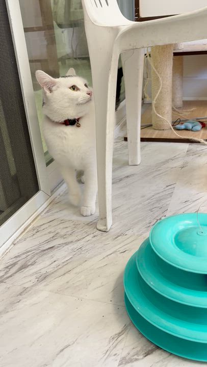 Enlarge Cruella, a ADOPTABLE Domestic Short Hair in Quincy, CA video 6/6