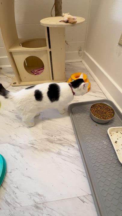 Enlarge Cruella, a ADOPTABLE Domestic Short Hair in Quincy, CA video 3/6