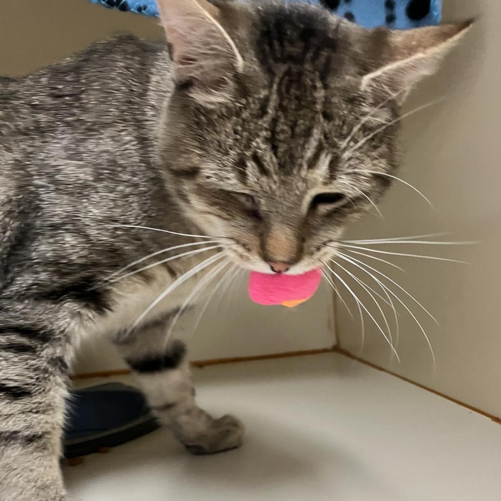 Enlarge Sleepy, a Adoptable Domestic Short Hair in Idaho Falls, ID image 1/6