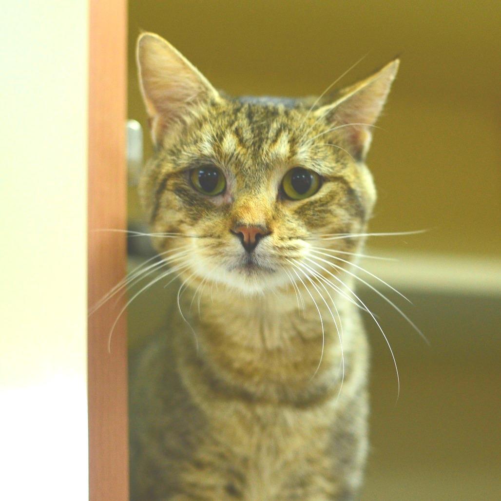 Enlarge Sleepy, a Adoptable Domestic Short Hair in Idaho Falls, ID image 2/6