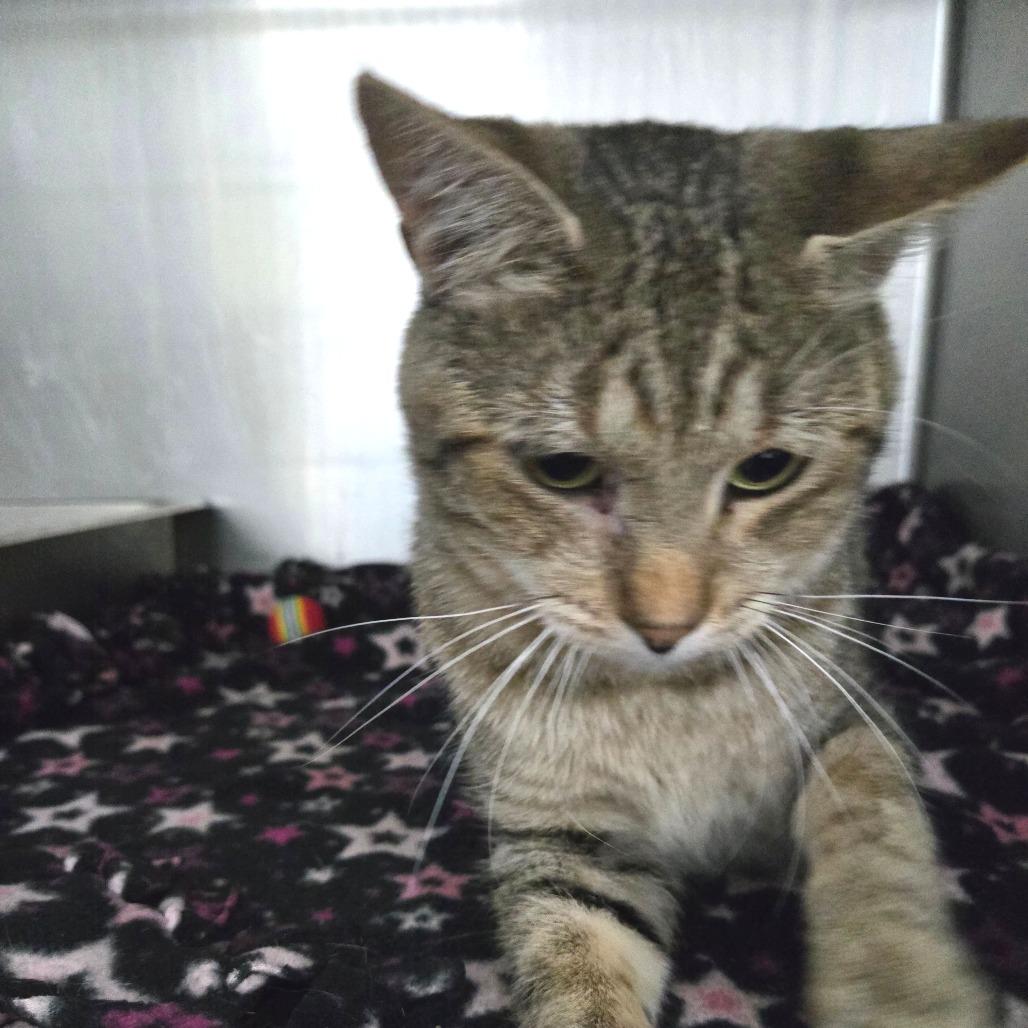 Enlarge Sleepy, a Adoptable Domestic Short Hair in Idaho Falls, ID image 3/6
