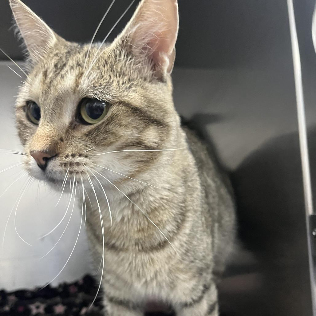 Enlarge Sleepy, a Adoptable Domestic Short Hair in Idaho Falls, ID image 4/6