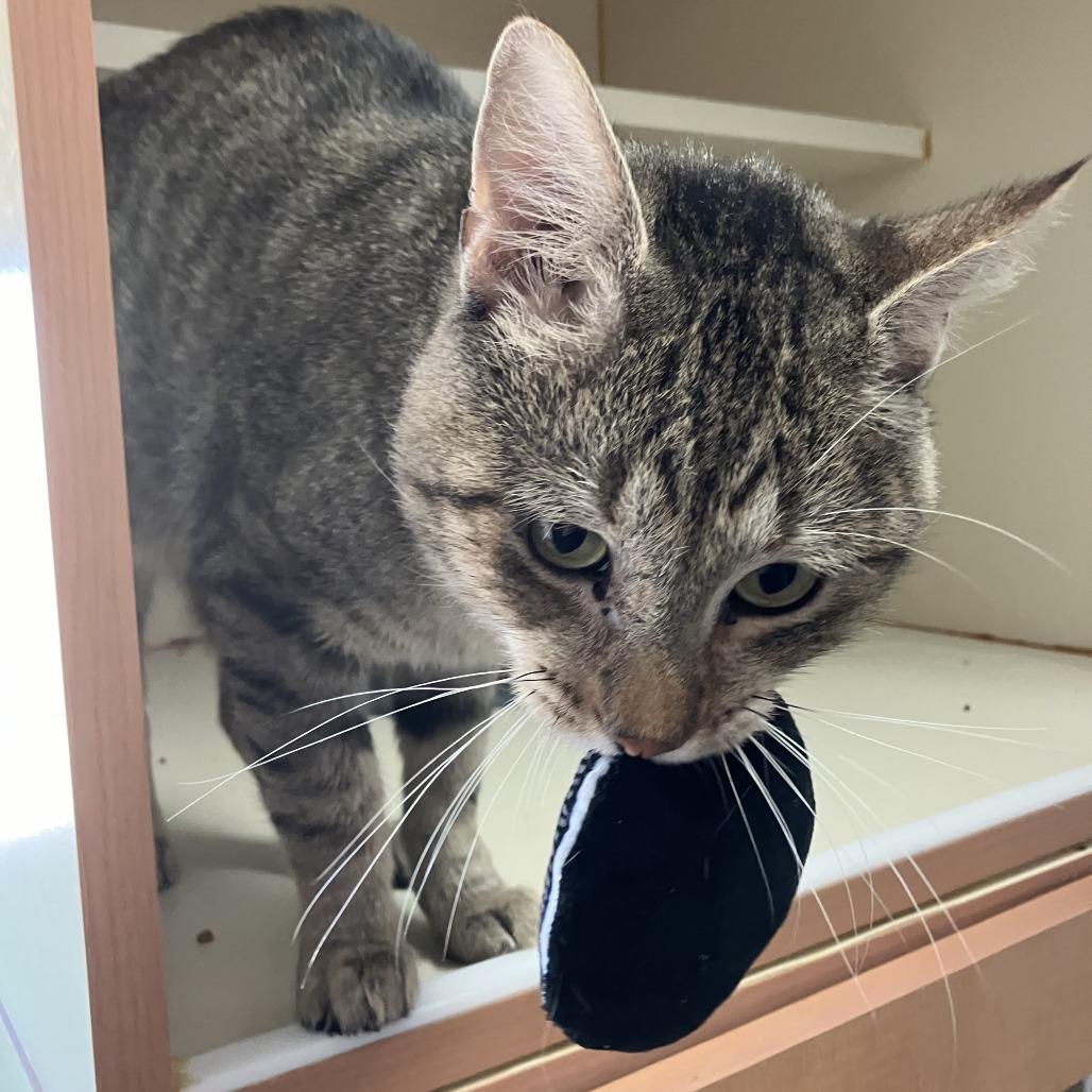 Enlarge Sleepy, a Adoptable Domestic Short Hair in Idaho Falls, ID image 5/6