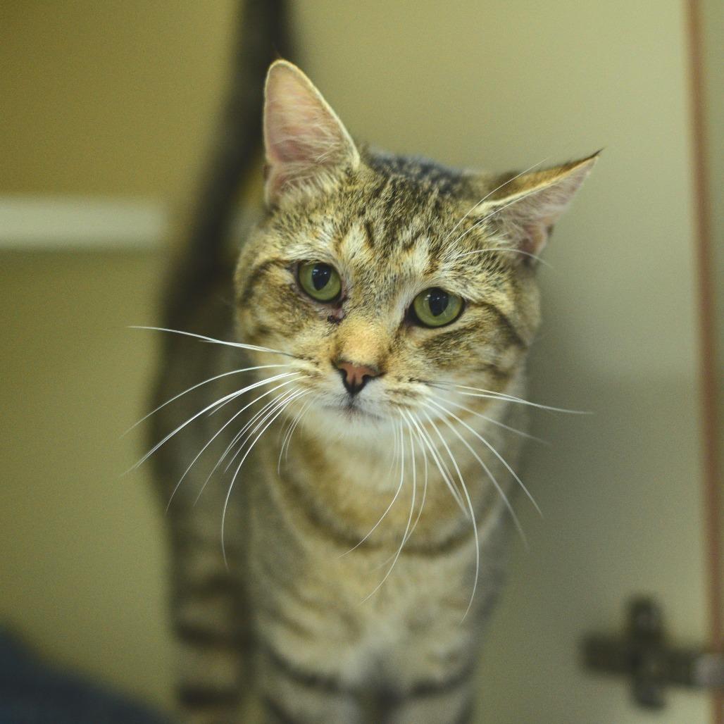 Enlarge Sleepy, a Adoptable Domestic Short Hair in Idaho Falls, ID image 6/6