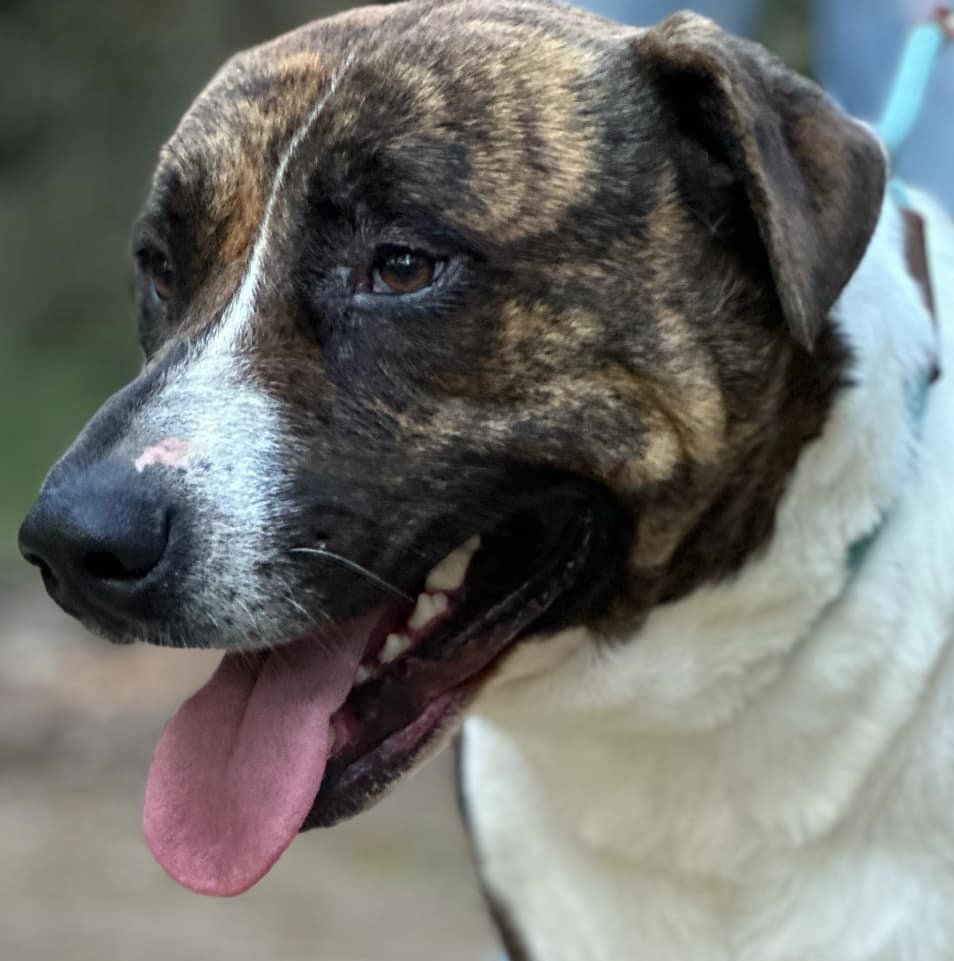 maverick, a Adoptable American Staffordshire Terrier in Humboldt, TN image 1/6