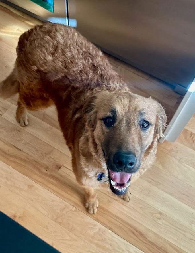 Bear, Adoptable, Puppy Male Retriever.