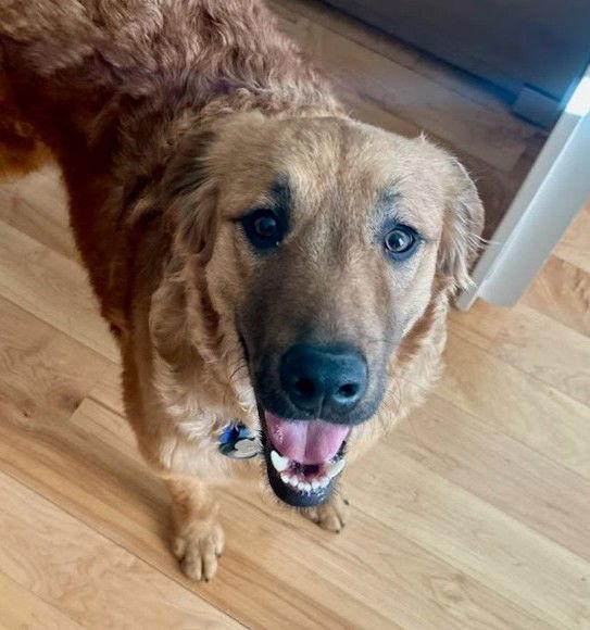 Enlarge Bear, a Adoptable Retriever in Winter Park, CO image 1/3