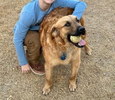 Enlarge Bear, a Adoptable Retriever in Winter Park, CO image 2/3