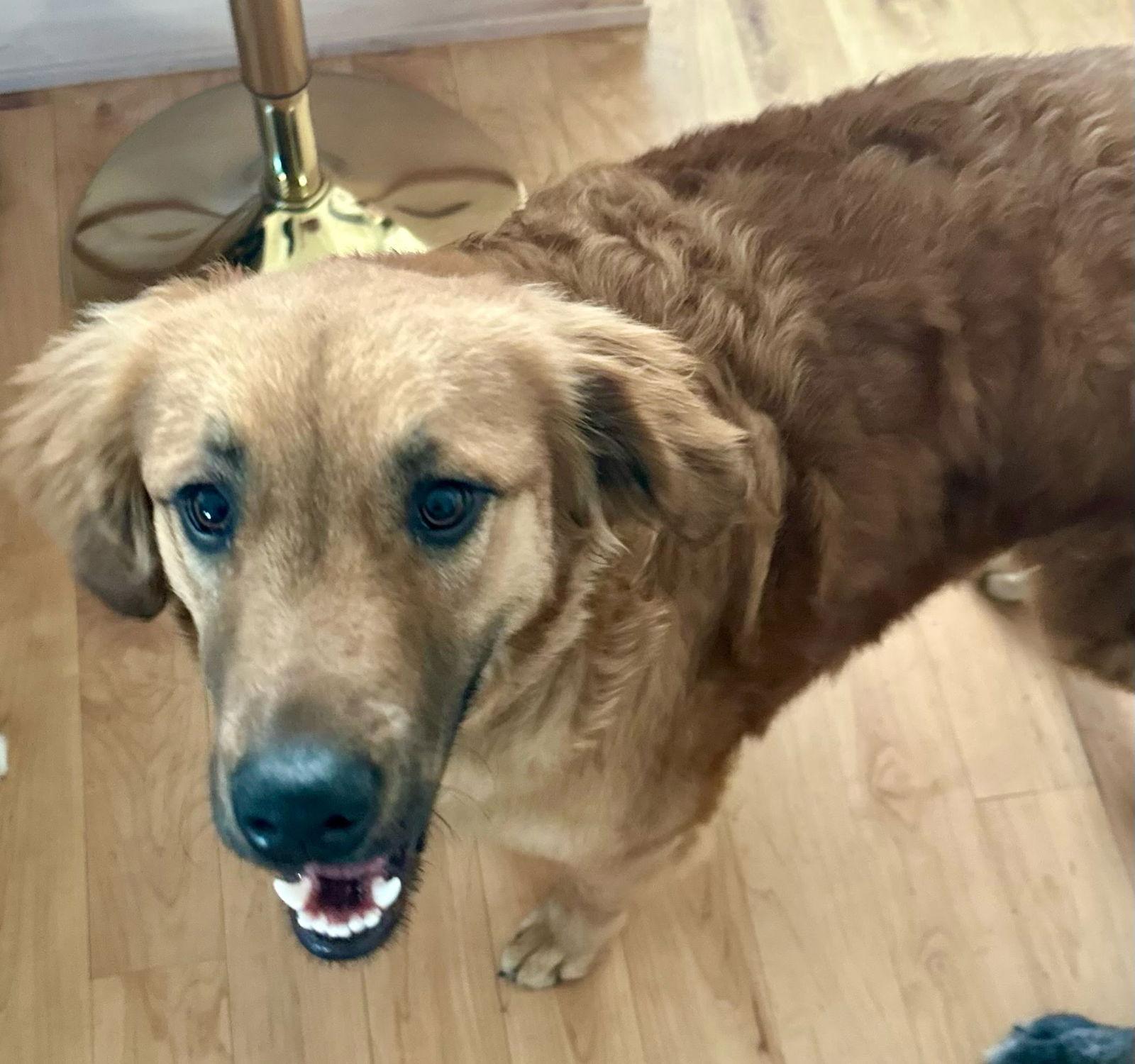 Bear, a Adoptable Retriever in Winter Park, CO image 2/3
