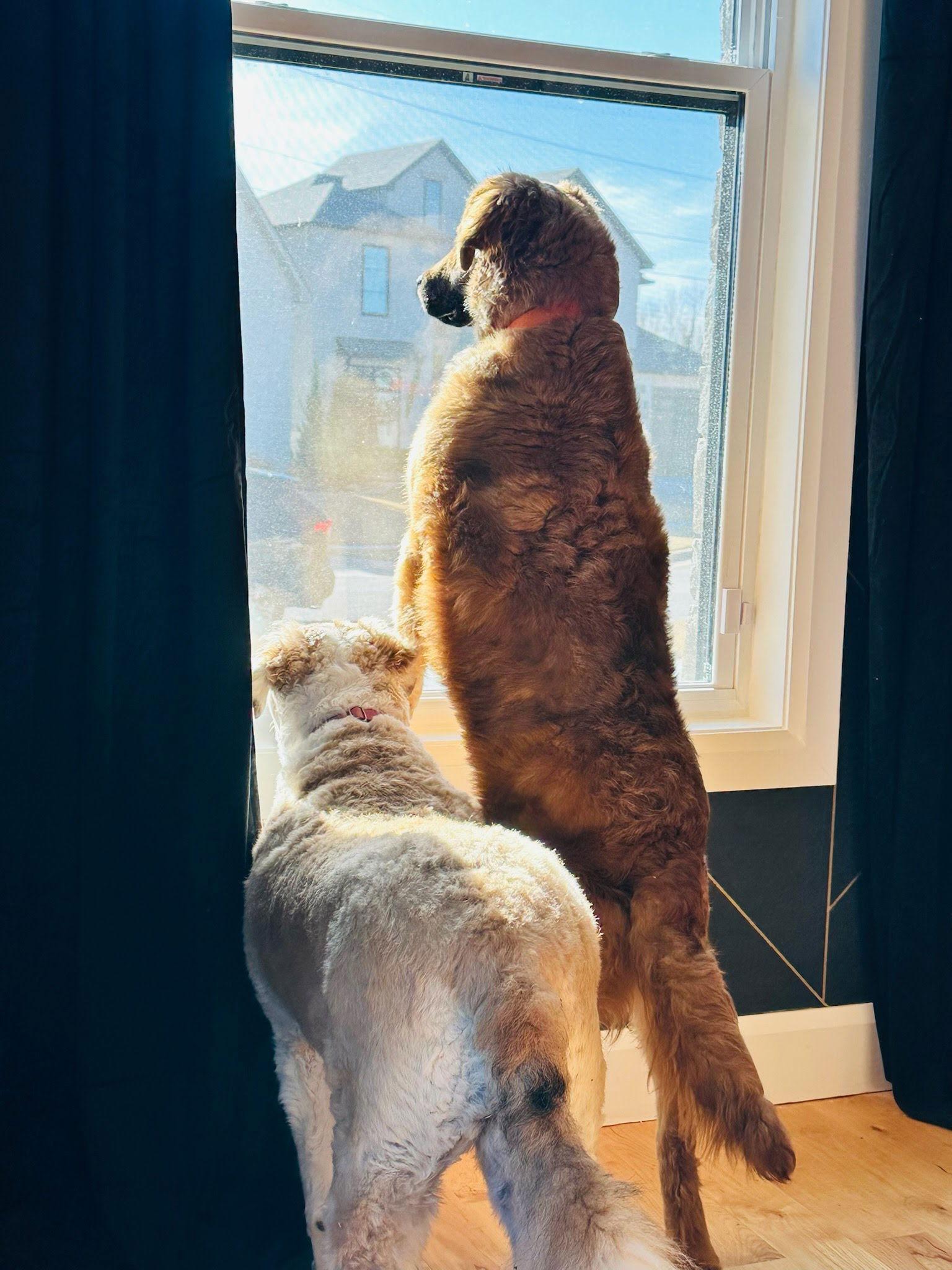 Bear, a Adoptable Retriever in Winter Park, CO image 3/3