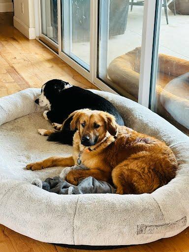 Enlarge Bear, a Adoptable Retriever in Winter Park, CO image 3/3