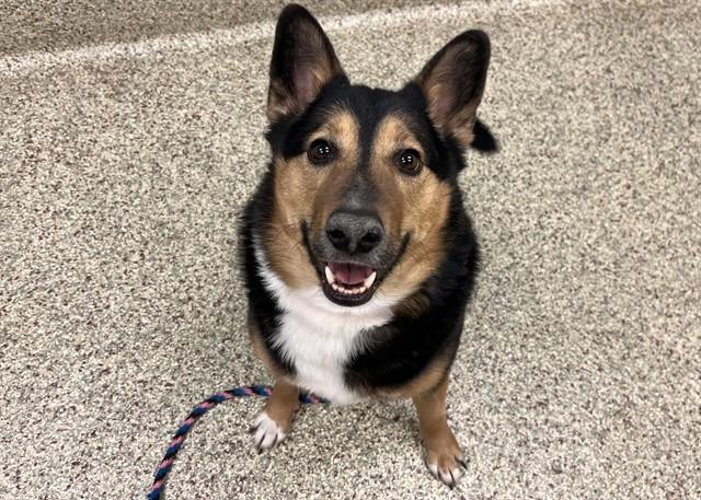 JUPITER, Adoptable, Adult Male German Shepherd Dog & Mixed Breed.