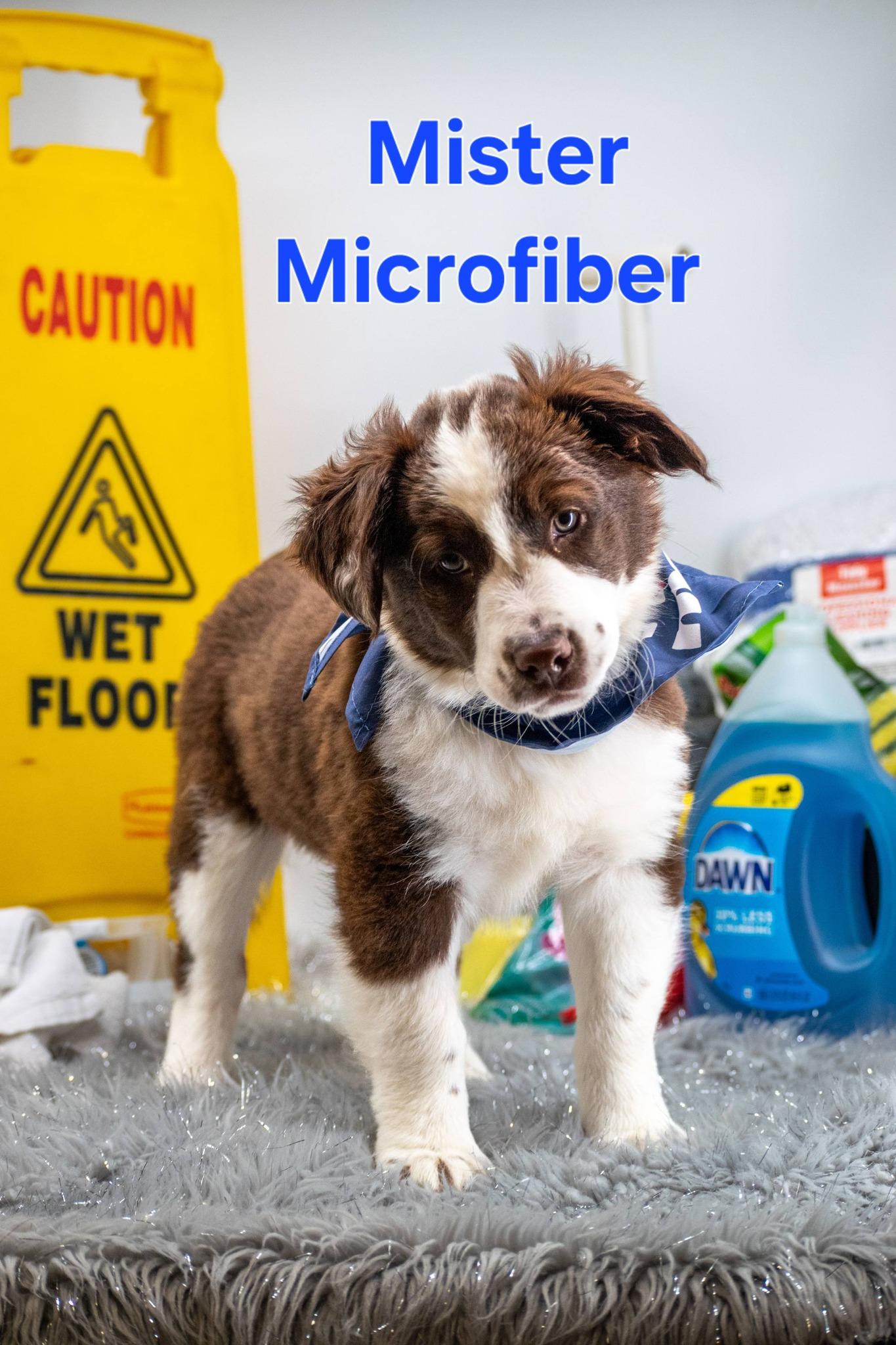 Mister Microfiber, ADOPTABLE, Puppy Male Australian Shepherd.