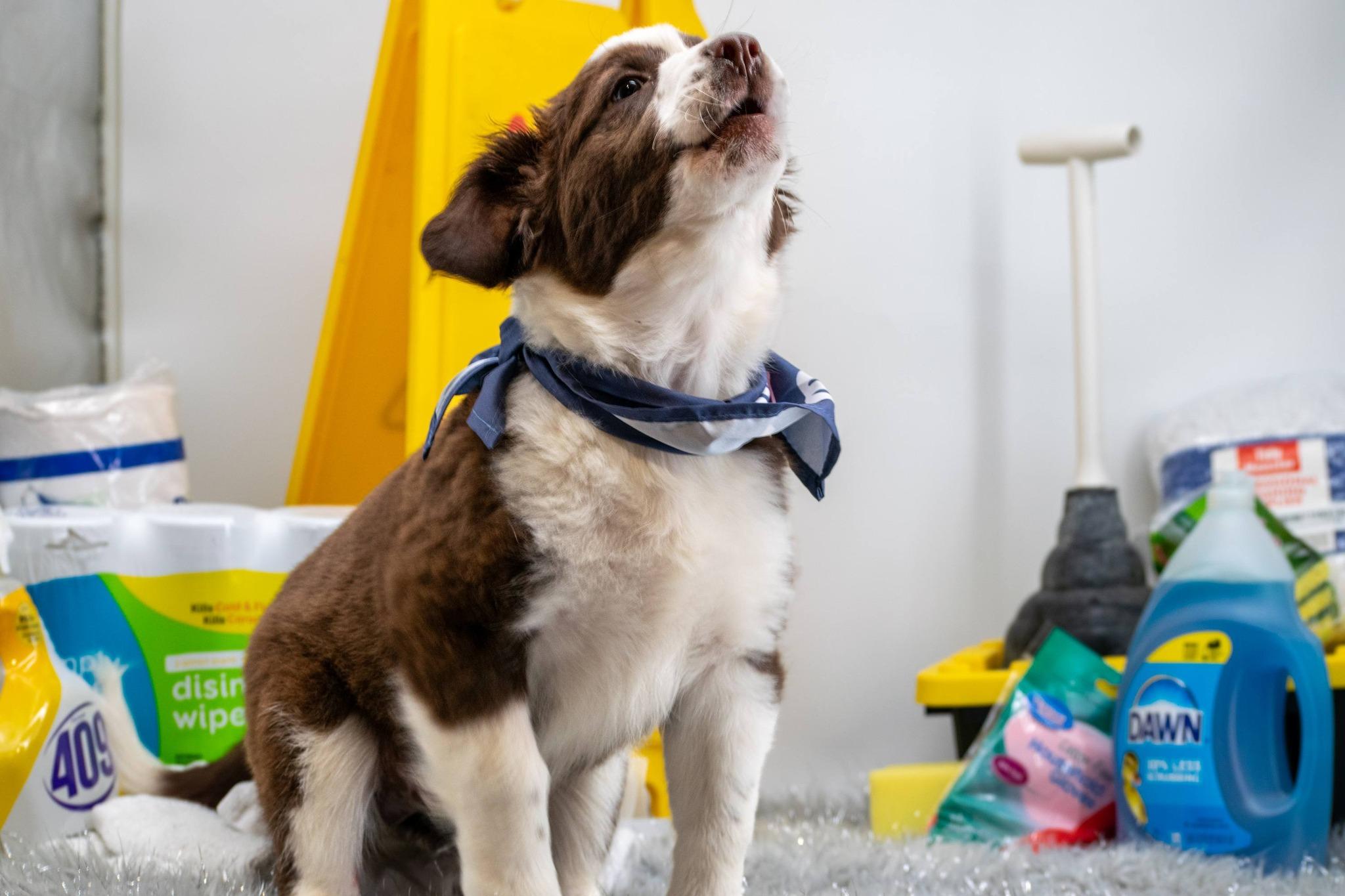 Enlarge Mister Microfiber, a ADOPTABLE Australian Shepherd in Sevierville, TN image 3/4