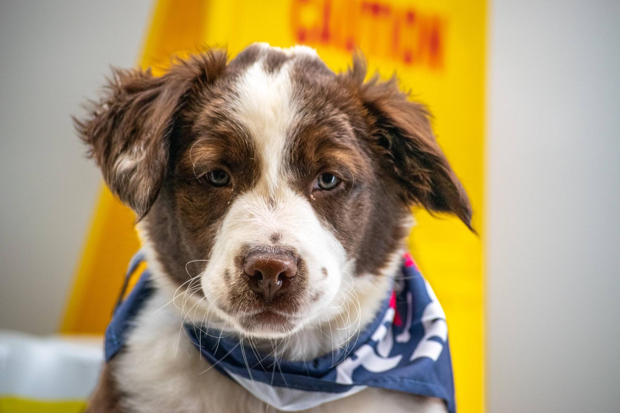 Enlarge Mister Microfiber, a ADOPTABLE Australian Shepherd in Sevierville, TN image 4/4