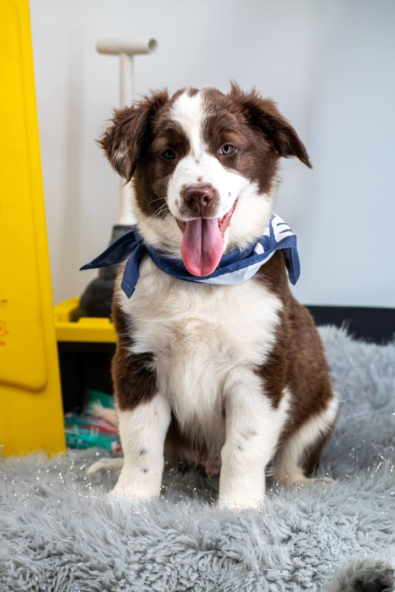 Enlarge Mister Microfiber, a ADOPTABLE Australian Shepherd in Sevierville, TN image 2/4