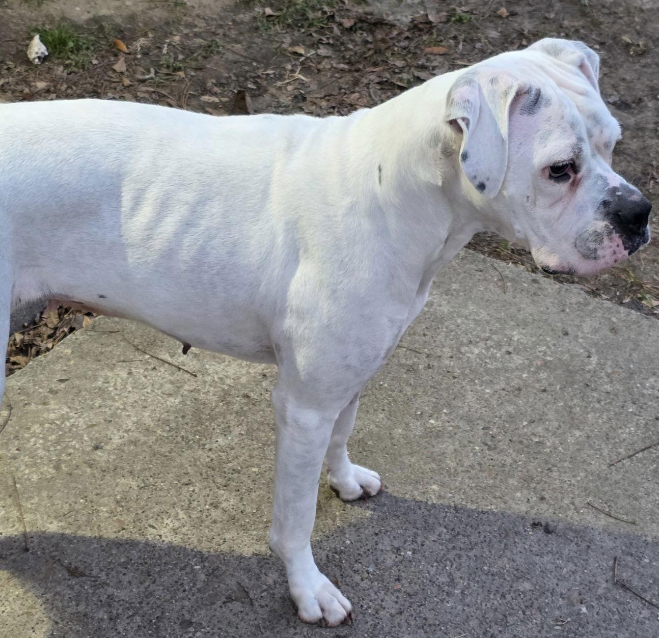 DELANEY, Adoptable, Adult Female Boxer.