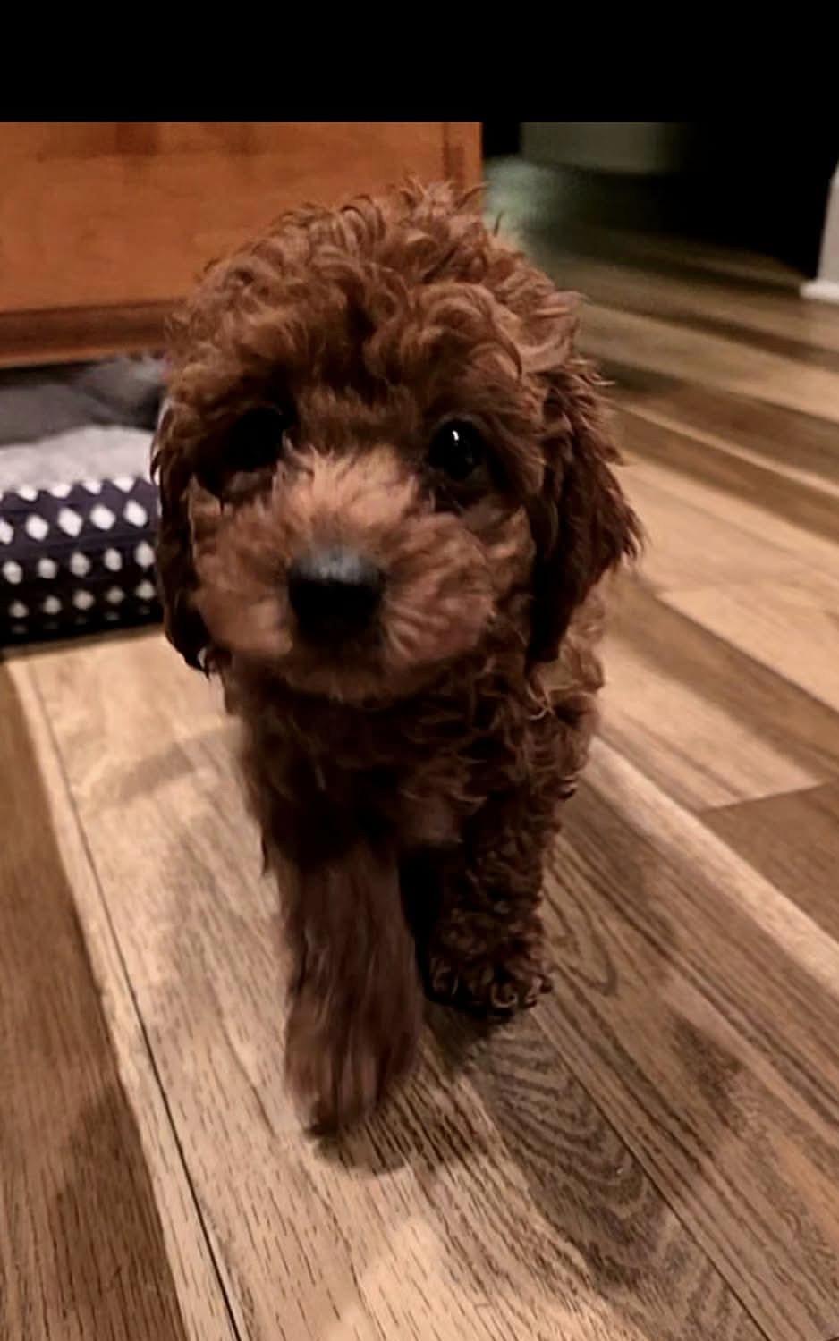 Enlarge Keebler, an adopted Cavapoo in St. Clairsville, OH image 2/2