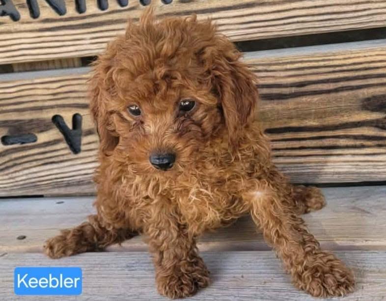 Enlarge Keebler, an adopted Cavapoo in St. Clairsville, OH image 1/2