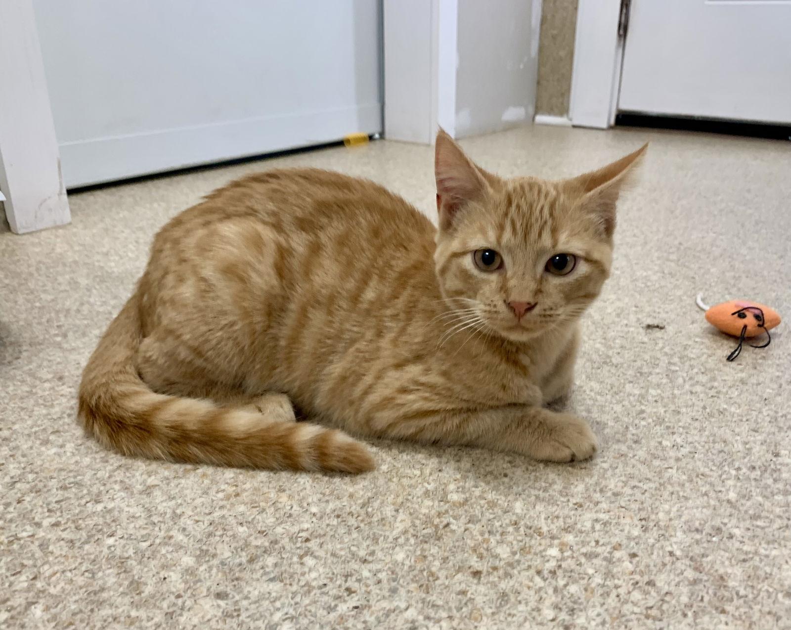 Enlarge Odem, a Adoptable mixed breed in Mc Cormick, SC image 1/3