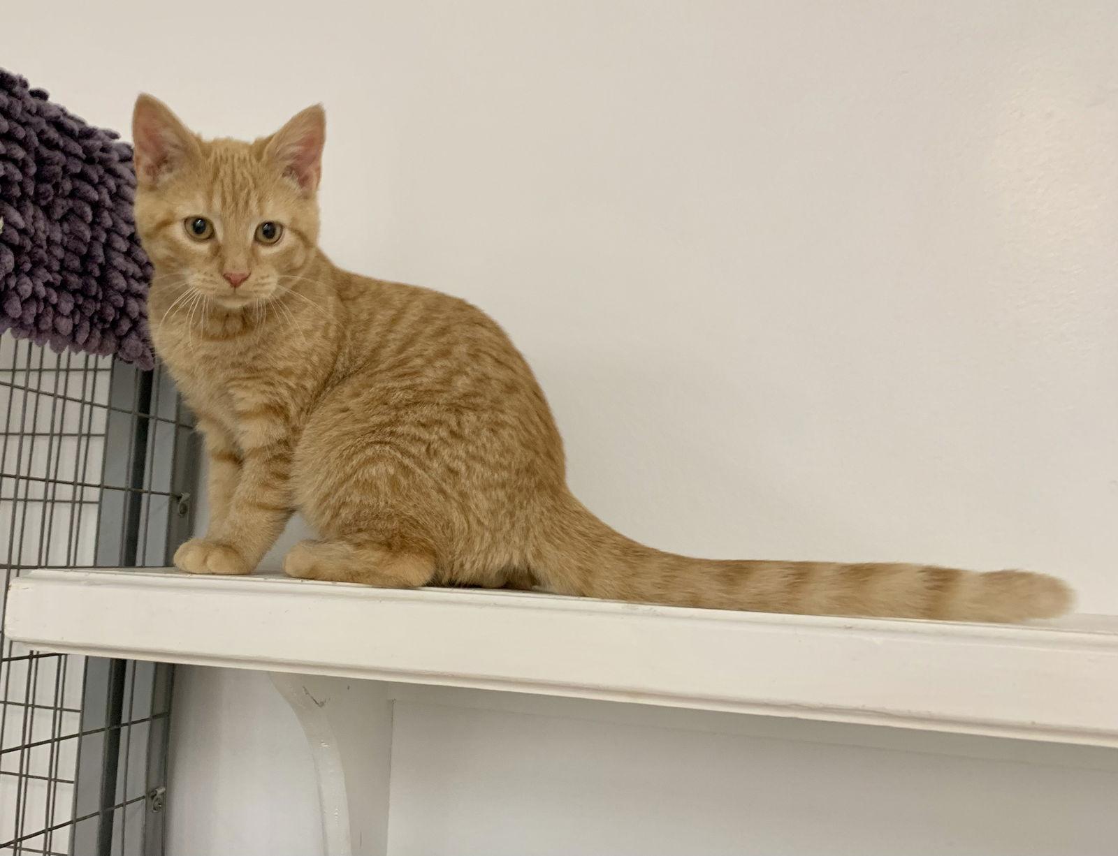 Enlarge Odem, a Adoptable mixed breed in Mc Cormick, SC image 2/3