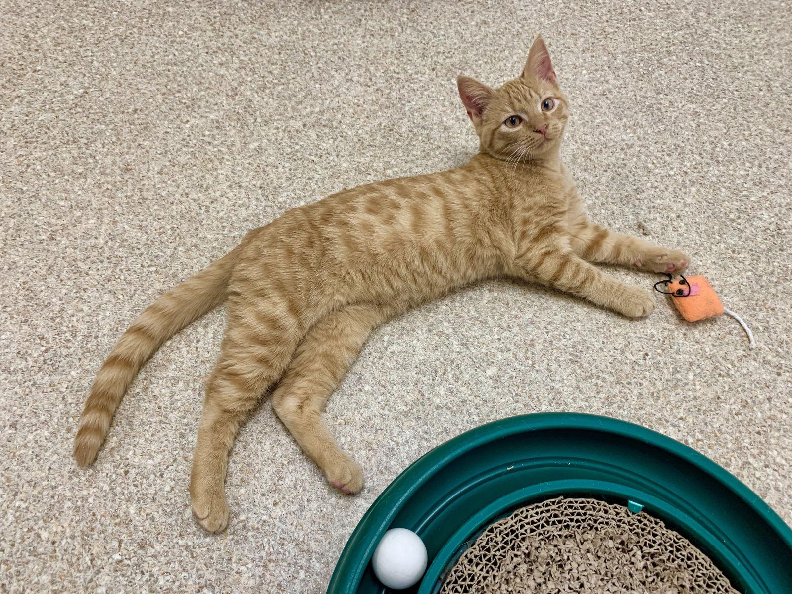 Enlarge Odem, a Adoptable mixed breed in Mc Cormick, SC image 3/3