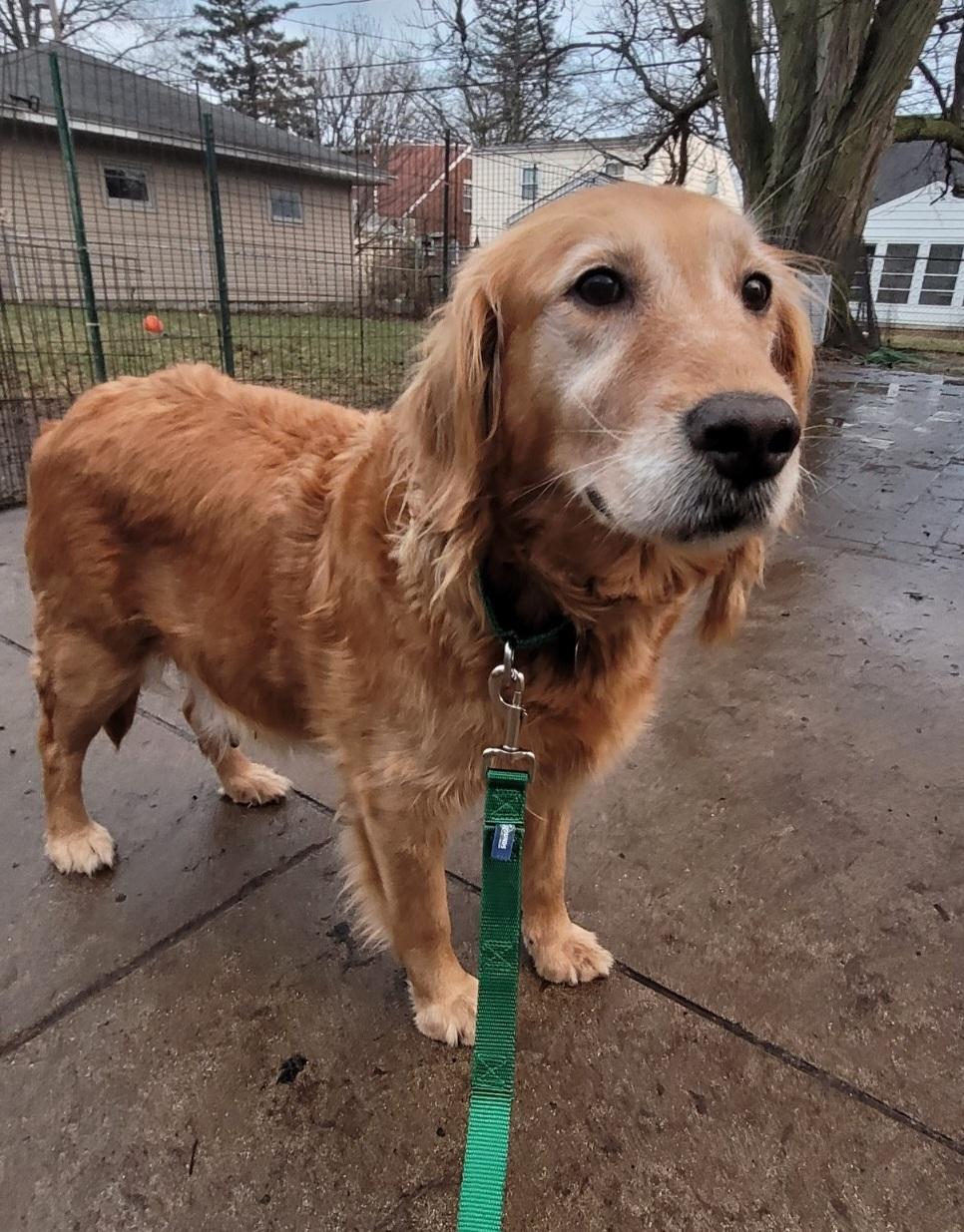 Holly, ADOPTABLE, Adult Female Golden Retriever.