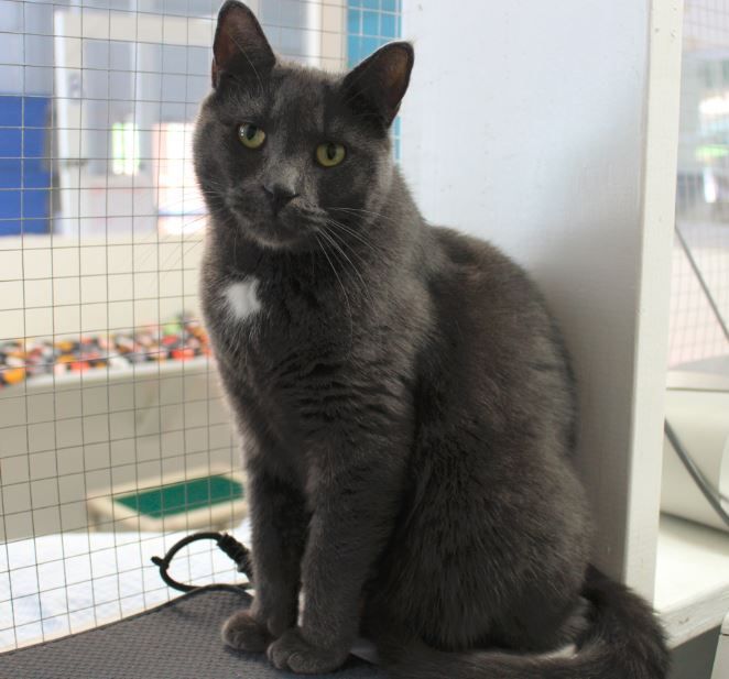 Enlarge Bilou, a Adopted Domestic Short Hair in Stanstead, QC image 1/6