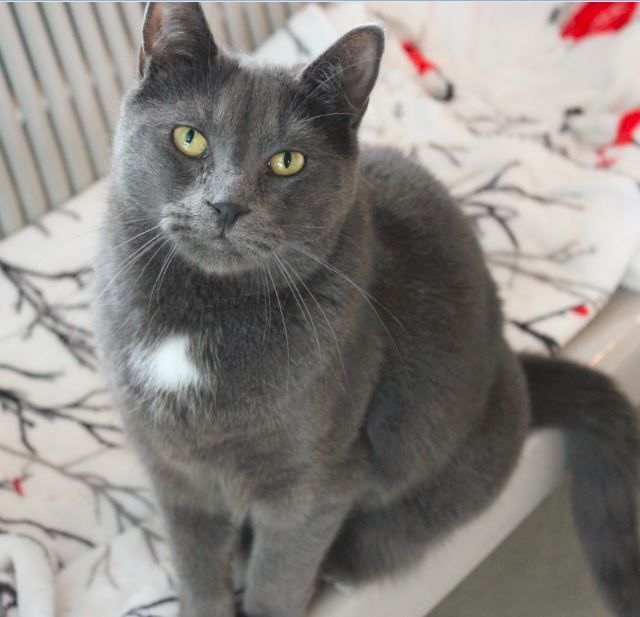 Enlarge Bilou, a Adopted Domestic Short Hair in Stanstead, QC image 2/6