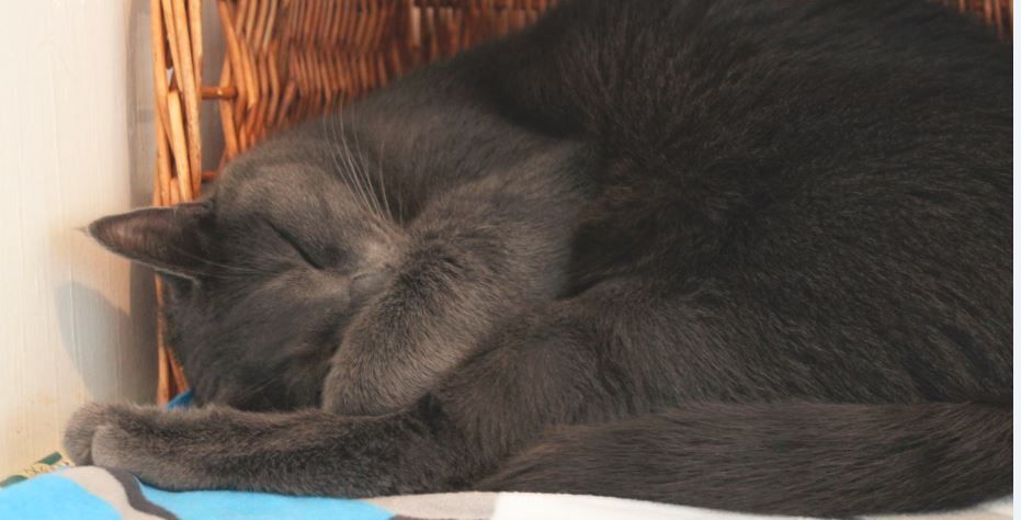 Enlarge Bilou, a Adopted Domestic Short Hair in Stanstead, QC image 3/6