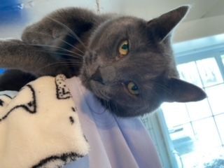 Enlarge Bilou, a Adopted Domestic Short Hair in Stanstead, QC image 4/6